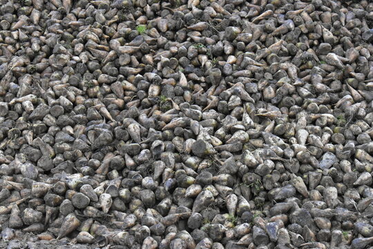 R&eacute;colte de betteraves sucri&egrave;res en hiver (Normandie, Seine-Maritime, France)