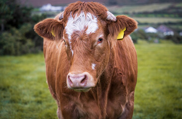 The Limousin brown and white cow portrait close-up. Single cow looking at the camera. French breed...