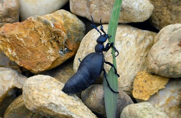 feeding black oil beetle 