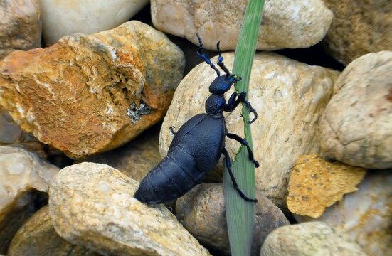 feeding black oil beetle 