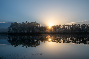 Foggy winter sunrise over Long Pine Key in Everglades National Park, Florida.