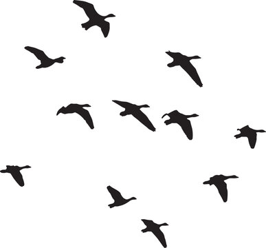 silhouettes of birds flying .  flock of flying birds silhouette