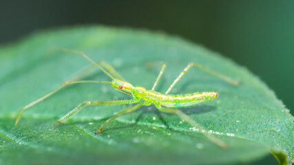 Pale Green Assassin bug (Zelus Luridus) on a leaf