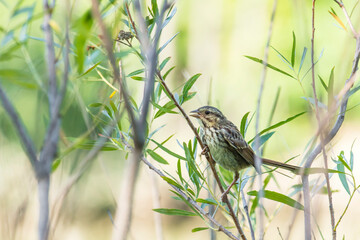 Song Sparrow (Melospiza Melodia) perched on a branch