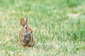 Naklejka na ściany i meble Eastern Cottontail rabbit (Sylvilagus Floridanus) on grass