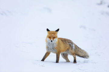 Fototapeta premium Red Fox in the Winter Season Photo, Palandoken Mountain Erzurum, Turkey