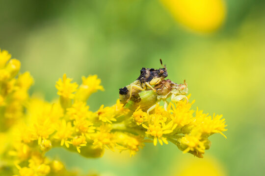 Male and female Jagged Ambush Bugs (Phymata Americana) mating on a Canada goldenrod (Solidago Canadensis)