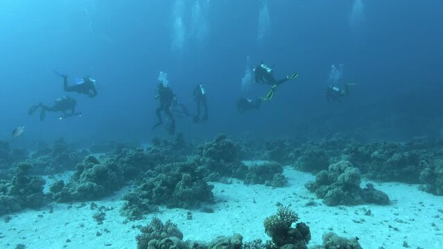 Underwater scene - Scuba divers 