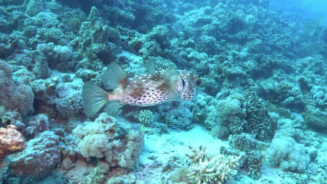 Puffer fish swimming in a reef - Undersea life