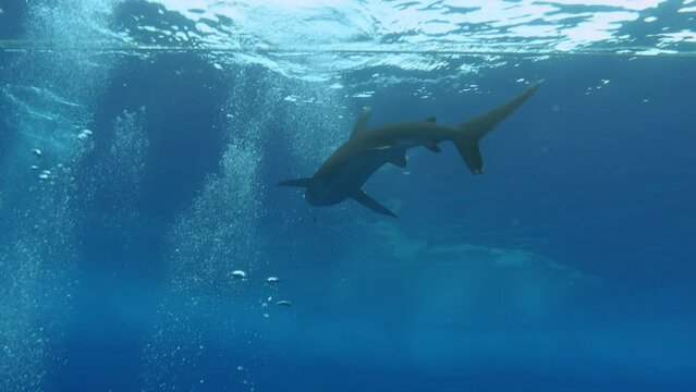 Wildlife underwater - Logimanus shark swimming in shallow water