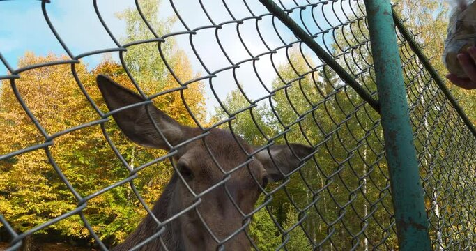 People feed roe deer in zoo