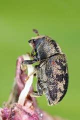 Hylesinus varius - common ash (Fraxinus) pest of the bark beetle family (Scolytinae, Scolytidae). Beetle at high magnification.
