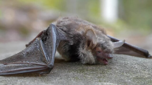 Dead evening bat in the forest