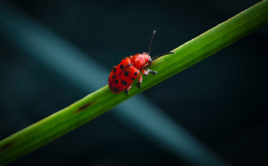 The red bug in the green tree