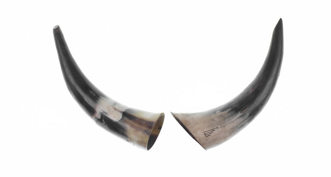 bull horn for wine isolated on white background