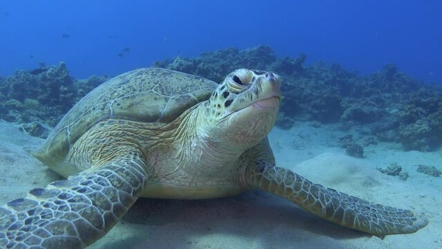 Marine life Sea turtle close tot the camera - Nature underwater 