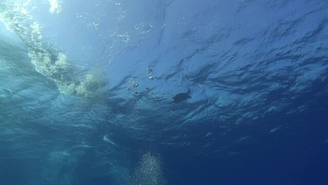 Sea ​​turtle swimming on the surface