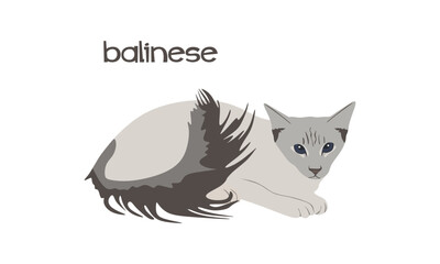 Balinese cat flat illustration. Balinese cat illustration isolated on white background. vector illustration