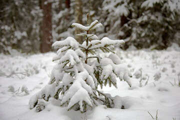 Fototapeta na wymiar Spruce and pine forest after a snowfall on a cold winter day, selective focus