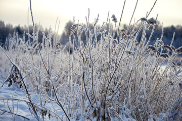 Bush branches in the hoar frost on a winter cold freeze day, selective focus