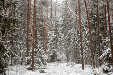 Spruce and pine forest after a snowfall on a cold winter day, selective focus