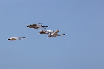 Fototapeta na wymiar swans flying over the Missouri river near Alton il