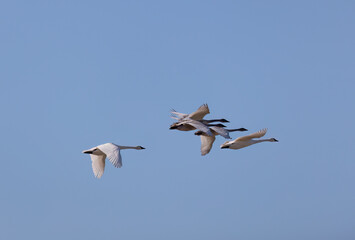 swans flying over the Missouri river near Alton il