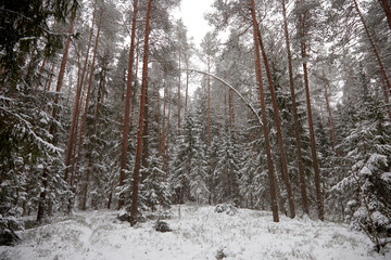 Fototapeta premium Spruce and pine forest after a snowfall on a cold winter day, selective focus