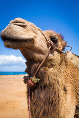 Close up of the head of an African camel.
