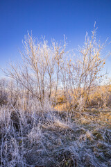 the first frosts and frost in the wild