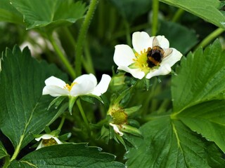 Bumblebee in strawberry flower