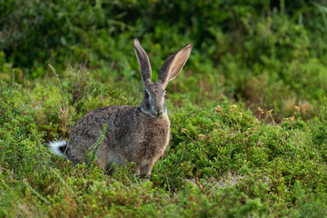 Scrub Hare