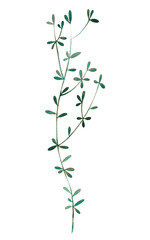 Tall grass with small leaves. Watercolor illustration.