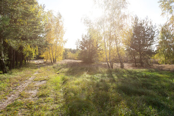 Fototapeta na wymiar horizontal photo of an autumn park and trees with yellowed leaves