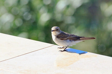 Spotted flycatcher, muscicapa striata, sitting on stone tile