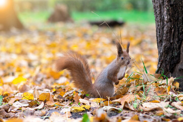 squirrel on the ground near fallen yellow leaves. close-up portrait