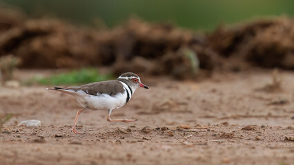 Three-banded plover