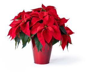 Poinsettia plant in a Christmas themed pot against a white background.