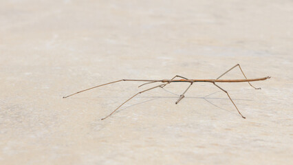 Vietnamese walkingstick walking on stone