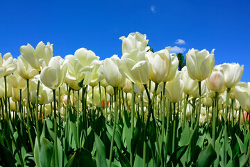 tulipany białe, kwitnące lulipany na tle niebieskiego nieba, tulipa, ivory floradale