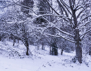 Forest heavy snow trees in winter