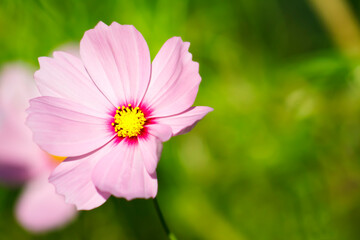 Obraz premium Light Pastel Pink Cosmo Flower in August