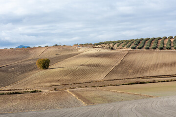Andalusian agricultural landscape: a solitary holm oak in a field prepared for cultivation in autumn
