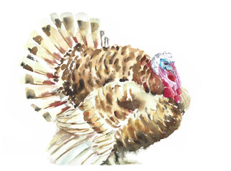 Watercolor Farm Bird Turkey Portrait Illustration on white backgrund