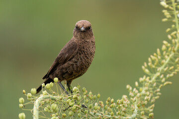 Ant-eating chat