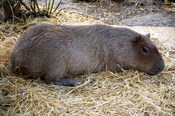A large capybara lies on a sheaf of hay