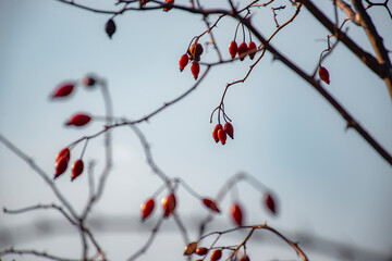 red berries on a branch