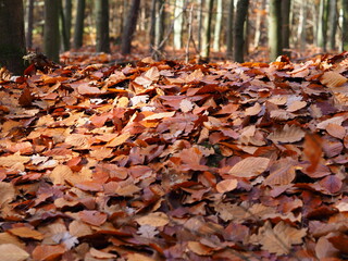 autumn leaves in the forest