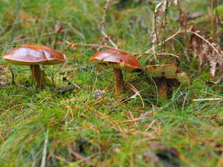 mushrooms in the forest