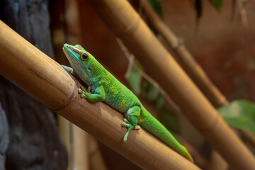 lizard on a tree